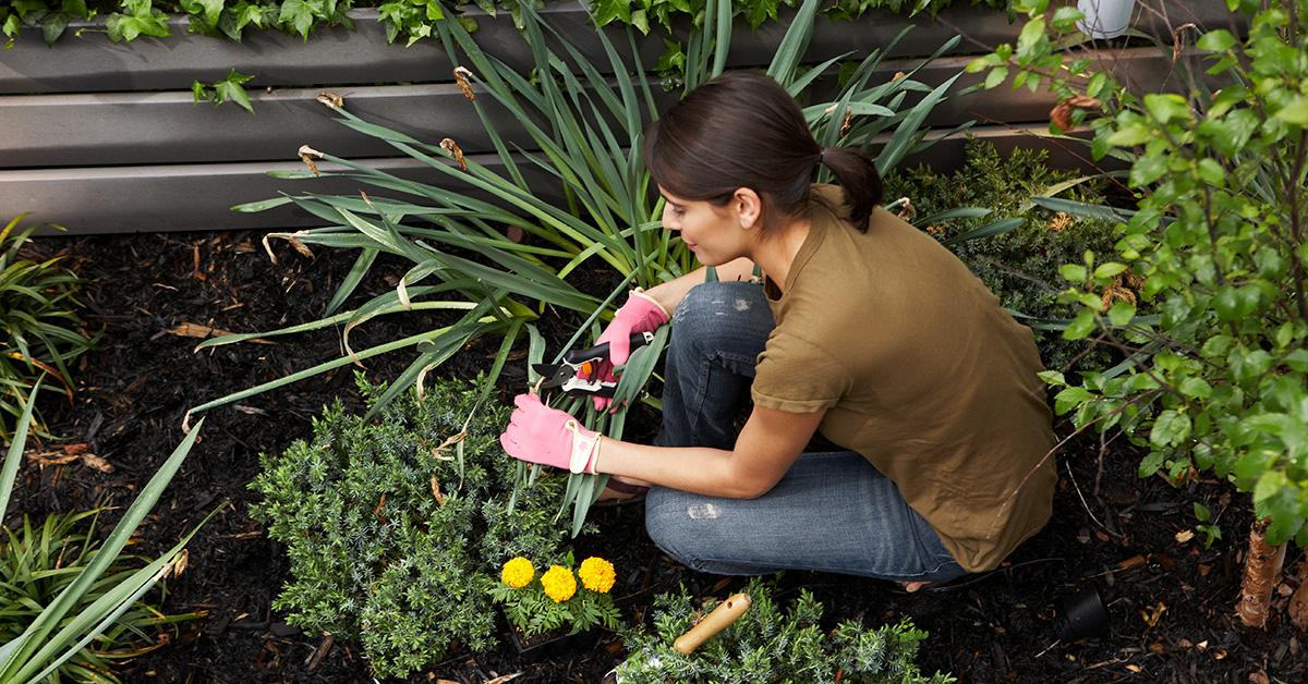 A woman gardening in her yard. 