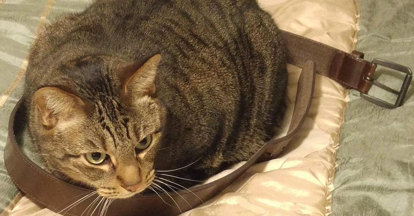 These Cats Prove That They Can Fit Into Anything