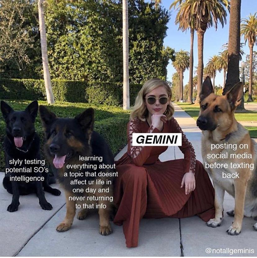 spicy gemini memes dog astrology