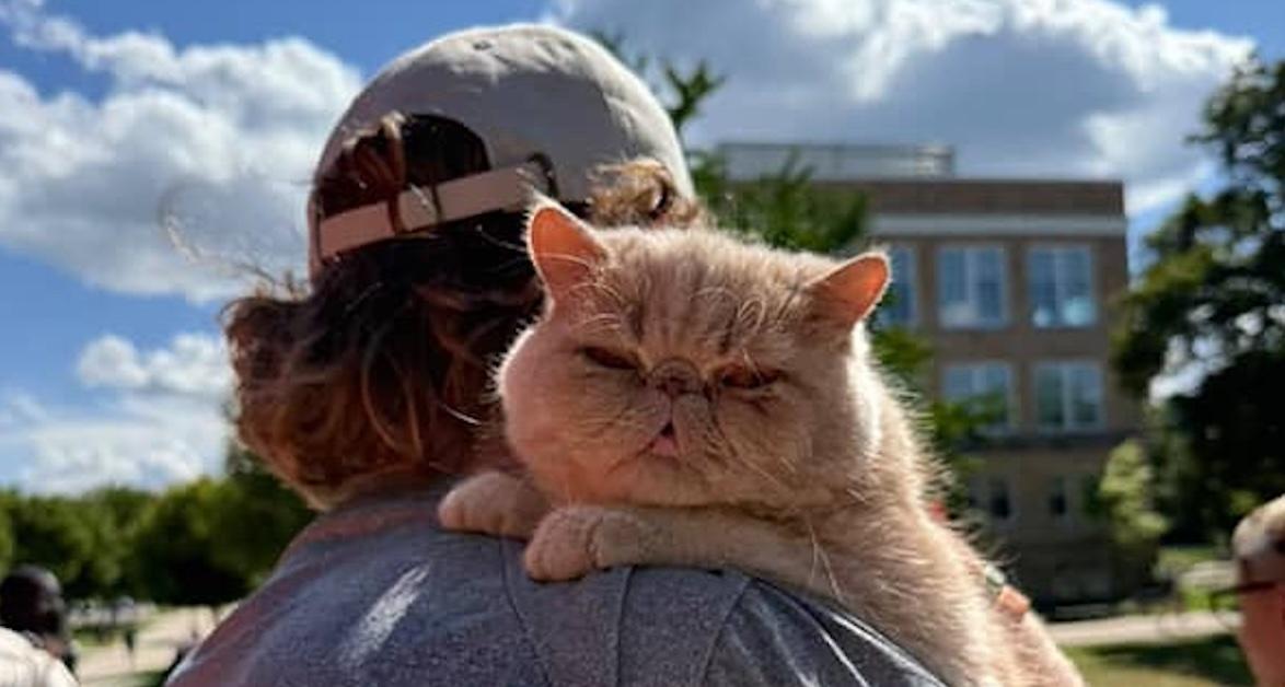 pudge the cat