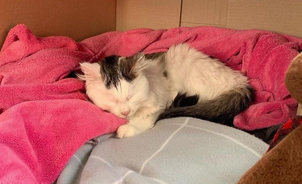 Are Himalayan Salt Lamps Dangerous for Animals? Vets Warn of Salt Poisoning