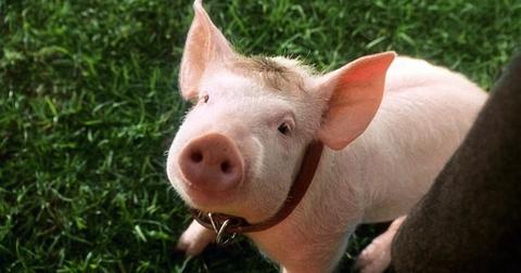 babe-the-pig-1555533731269.jpg