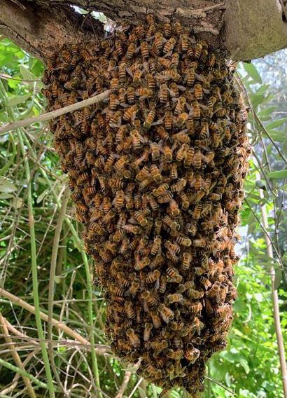 bees-eye-3-1554904683251.jpg
