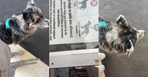 “That’s Illegal” — Service Dog Not Admitted to Thrift Store