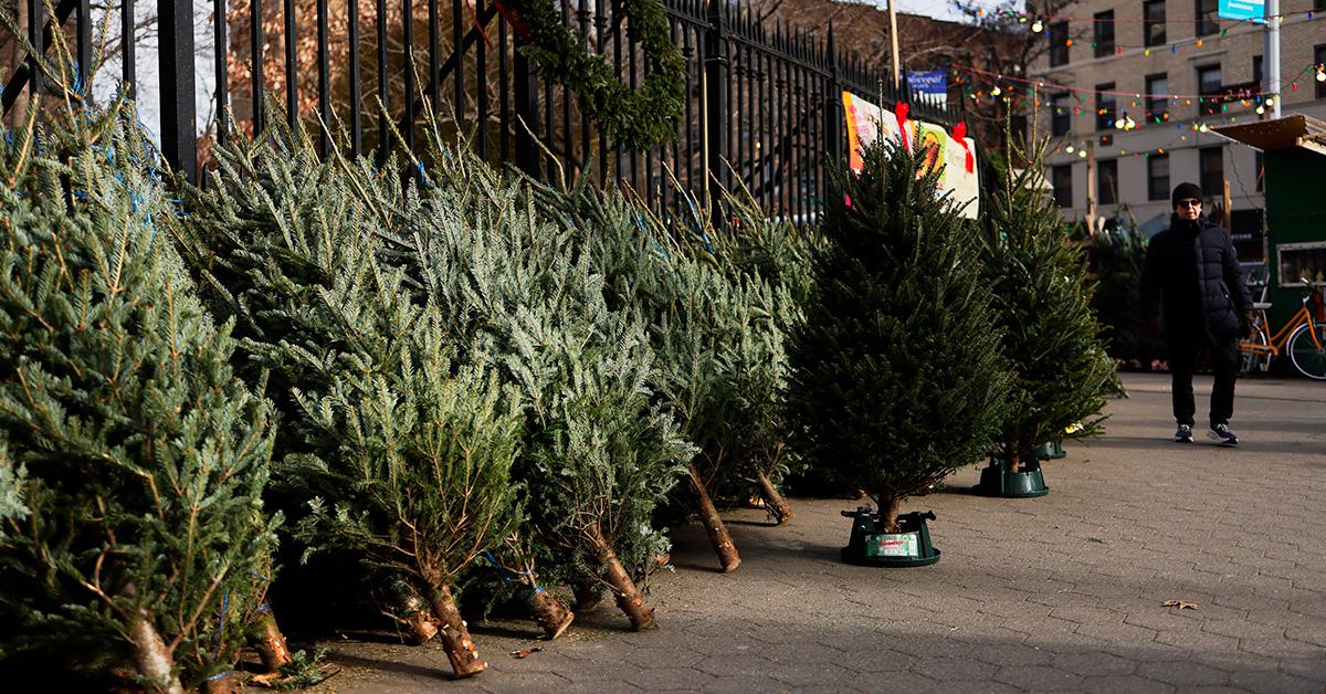 A row of Christmas tree lined up in New York City. 