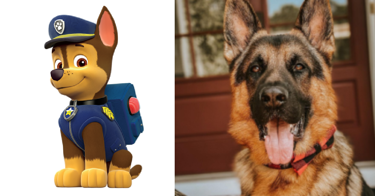 rocky paw patrol real dog rocky paw patrol real dog