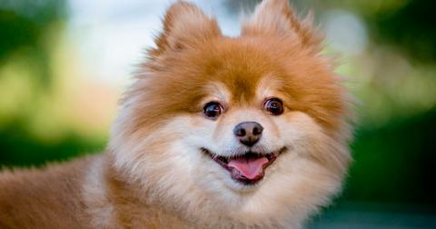 dog-coronavirus-1582944626446.jpg