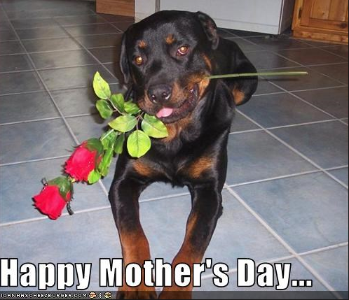 happy dog mom day meme