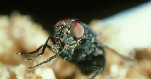 Housefly