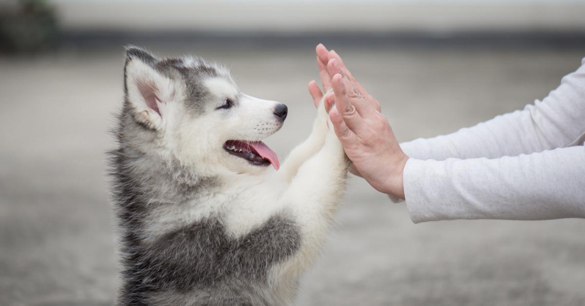 puppy pressing his paw against a girl hand picture id