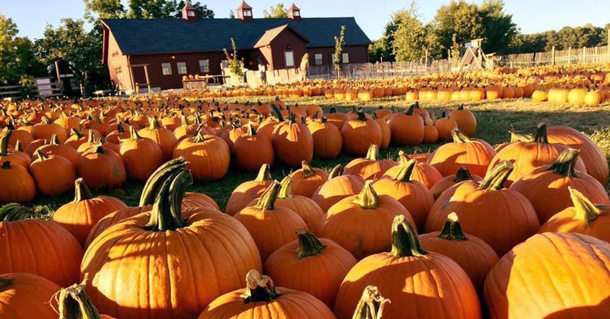 The Best Pumpkin Patches Near Me — Here's Where You Need to Go