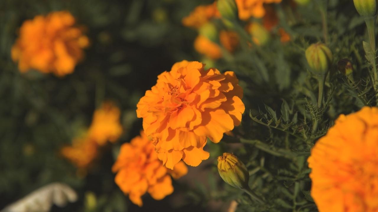 marigold flowers