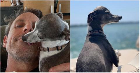 What Was Seth Meyers's Dog Frisbee's Cause of Death? Details