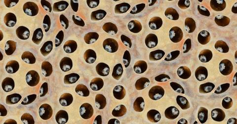photo for trypophobia form lotus seeds picture id