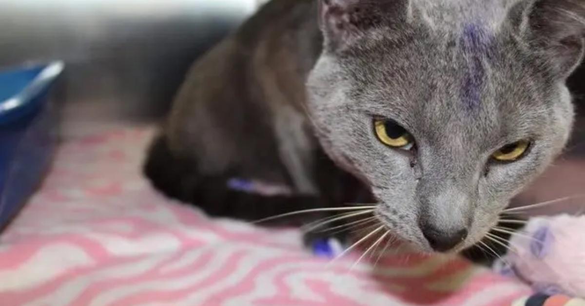 A stray cat with purple paws.