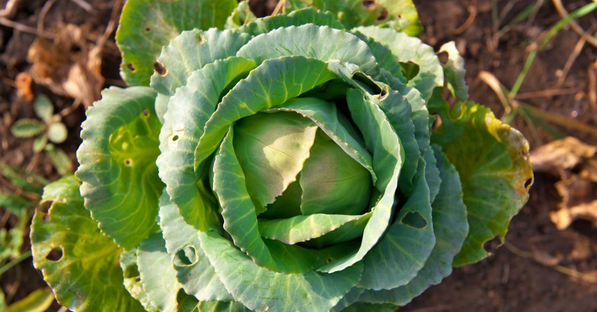 cabbage after pests picture id