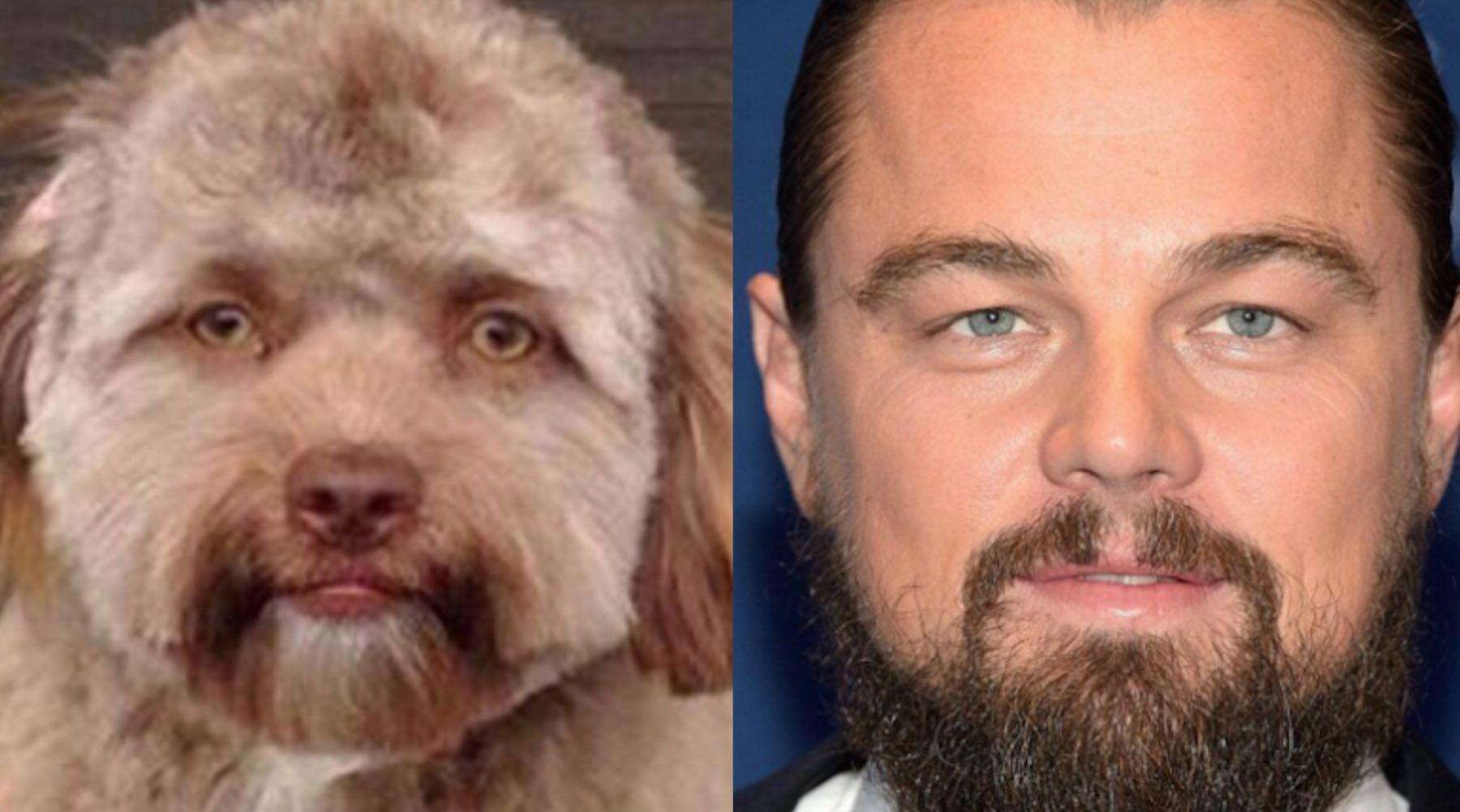 People Are Saying This Dog Looks Like a Human