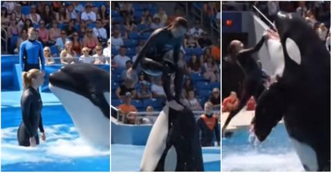 Here's What Happened to Orca Trainer Jessica Radcliffe on TikTok