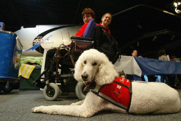 sparkyservicedogplane