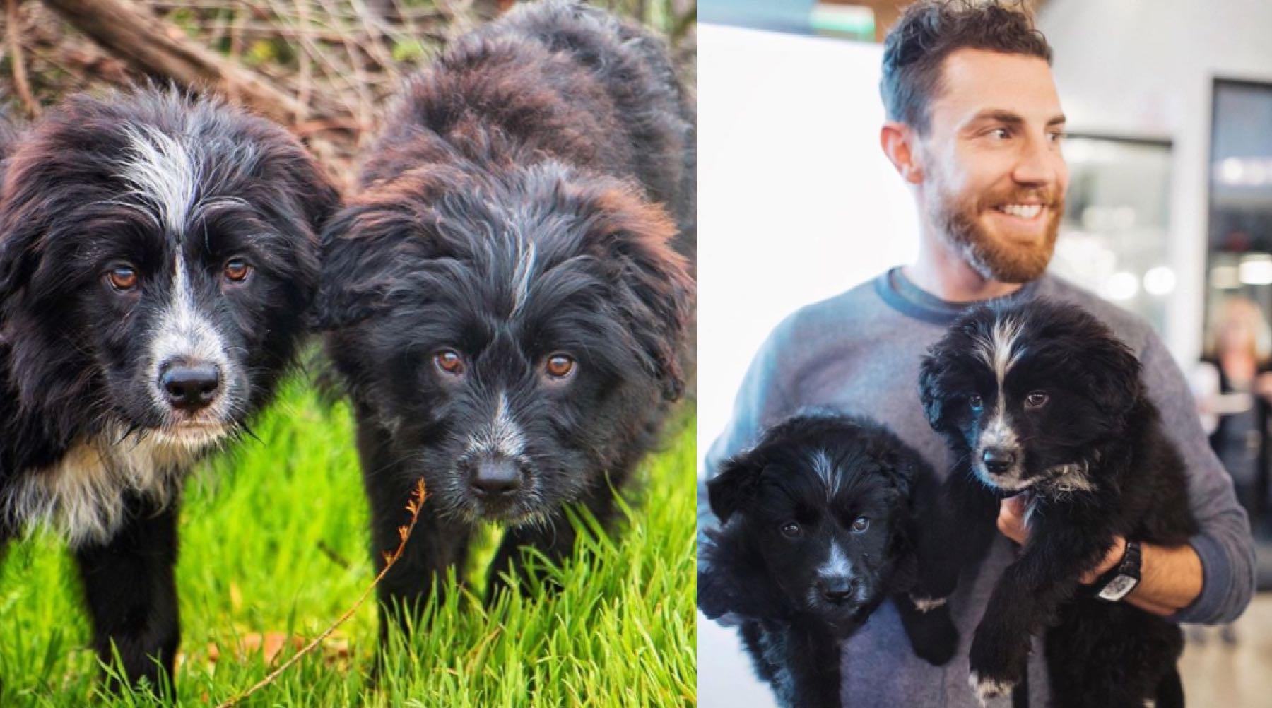 puppers-1517248071298.jpg
