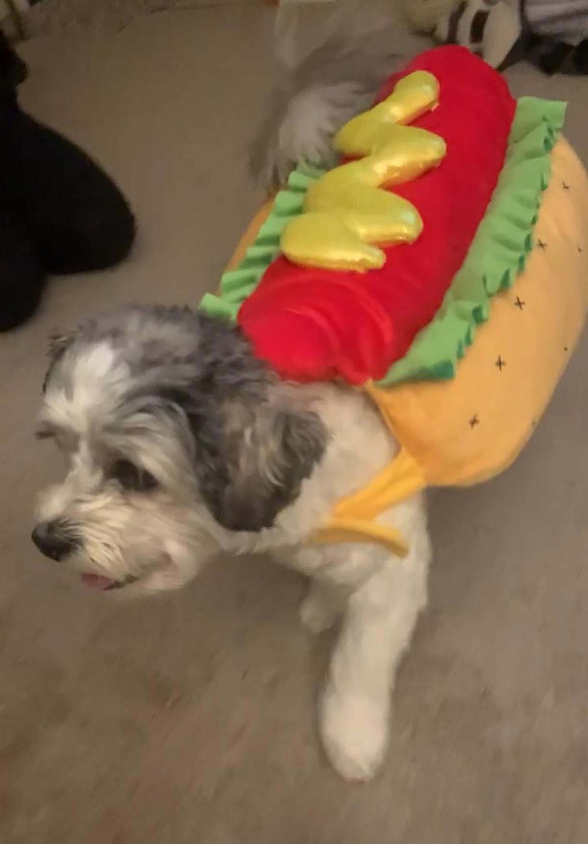 hot dog