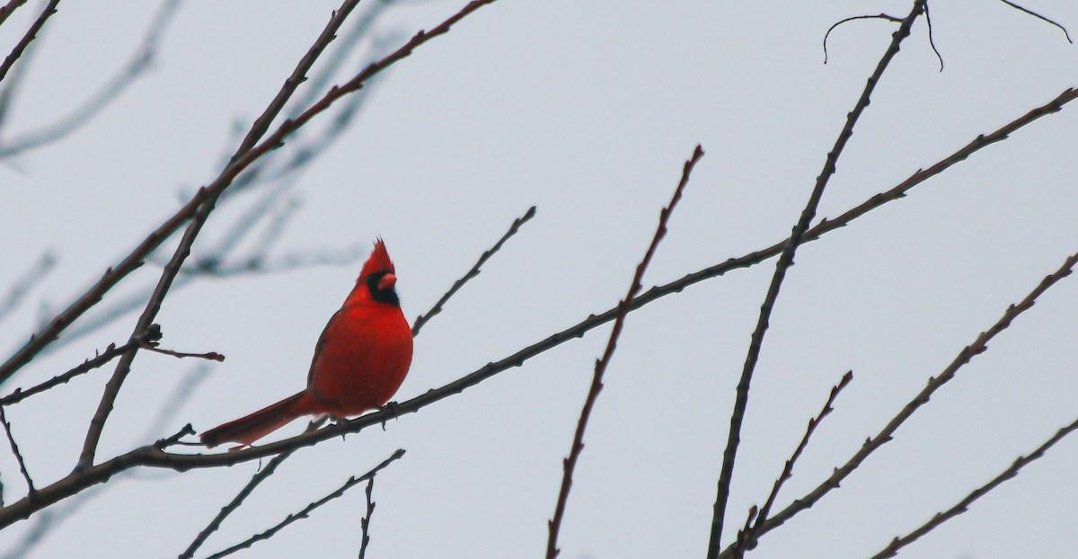 cardinals birds