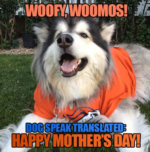 happy dog mom day meme