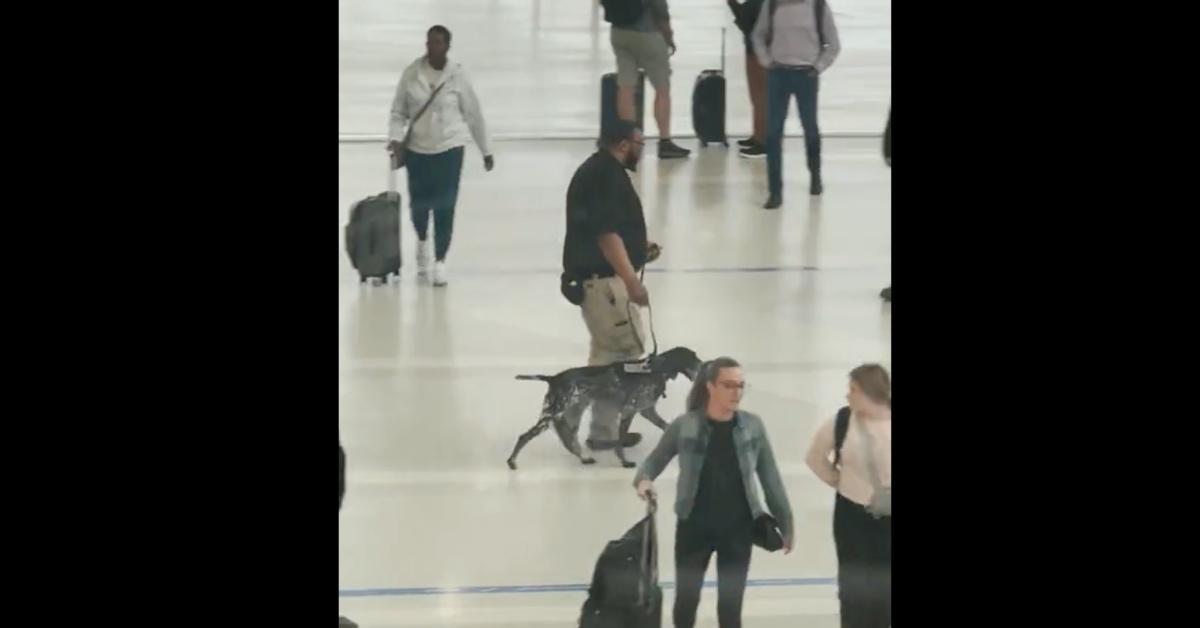 TSA agent acting as a dog handler mishandles bomb-sniffing dog to viral outrage. 