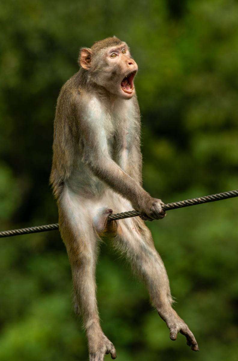 A Monkey in Pain