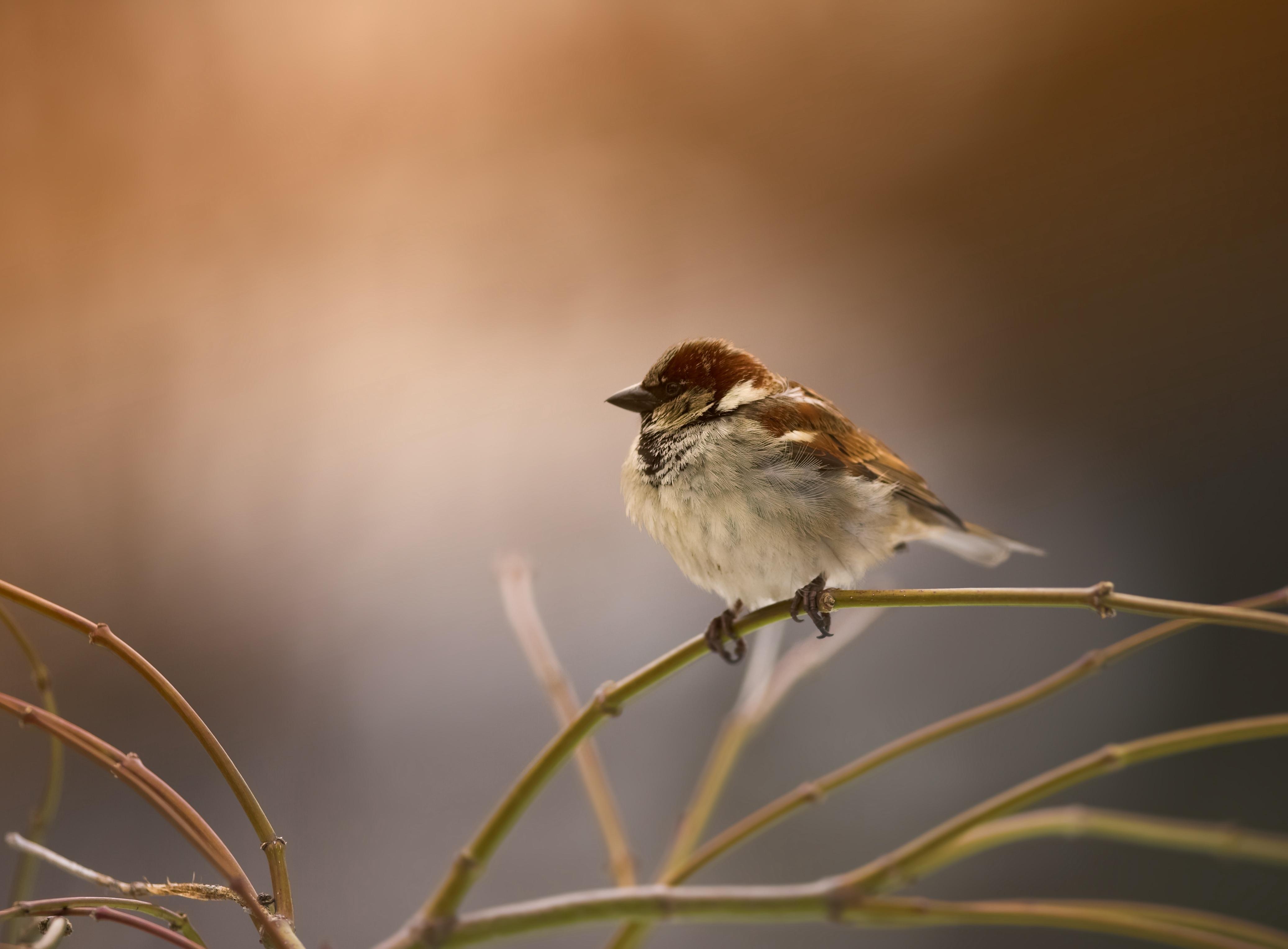 Why birds sing in the morning