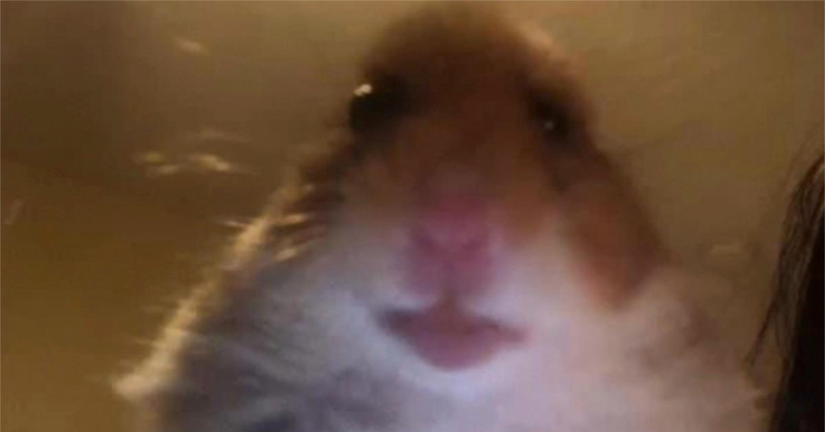 Featured image of post Hamster Tiktok Profile Picture Funny