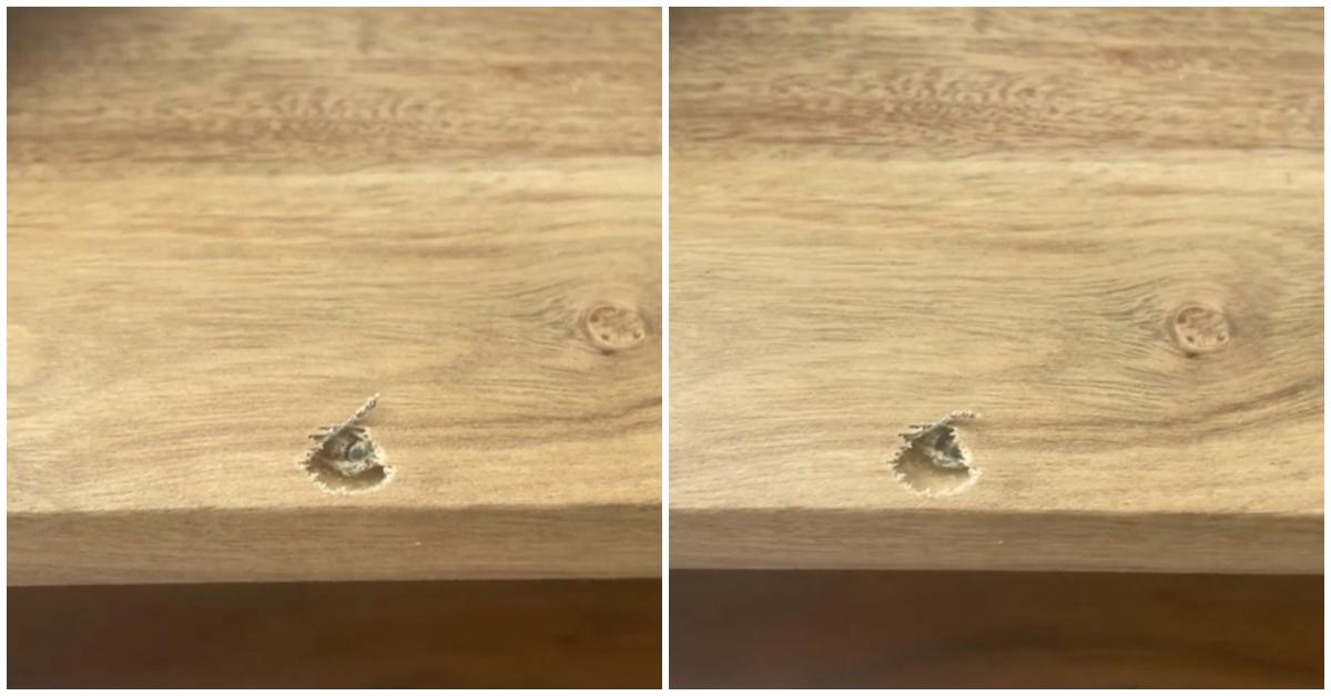 Bug burrows out of a whole in a wooden Wayfair desk. 