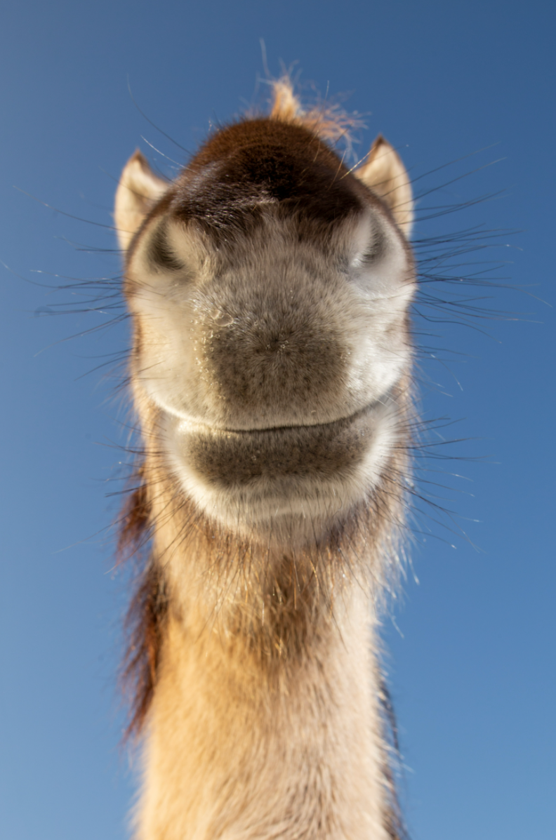 Giraffe on Video Chat