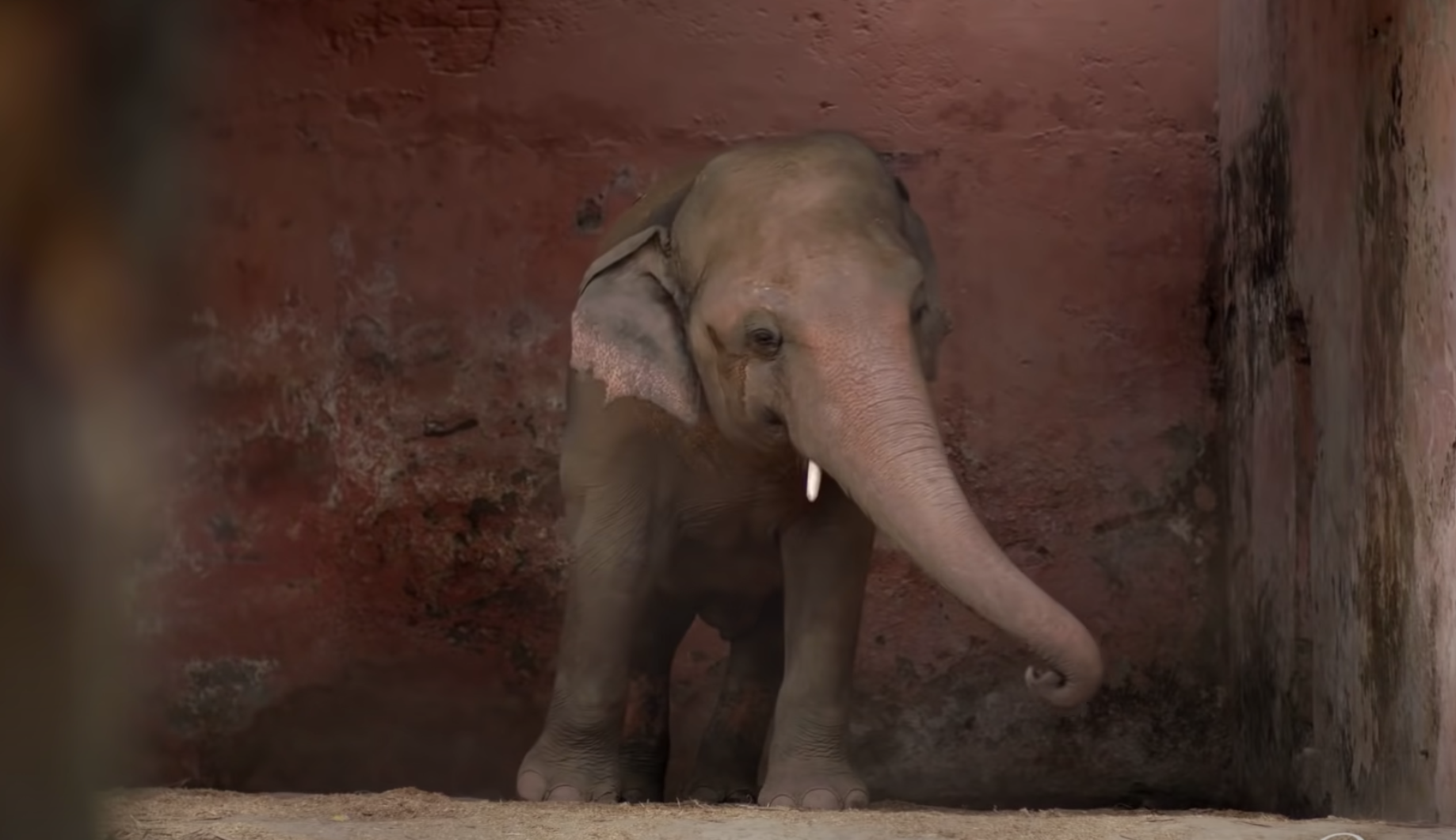 Kaavan the Elephant