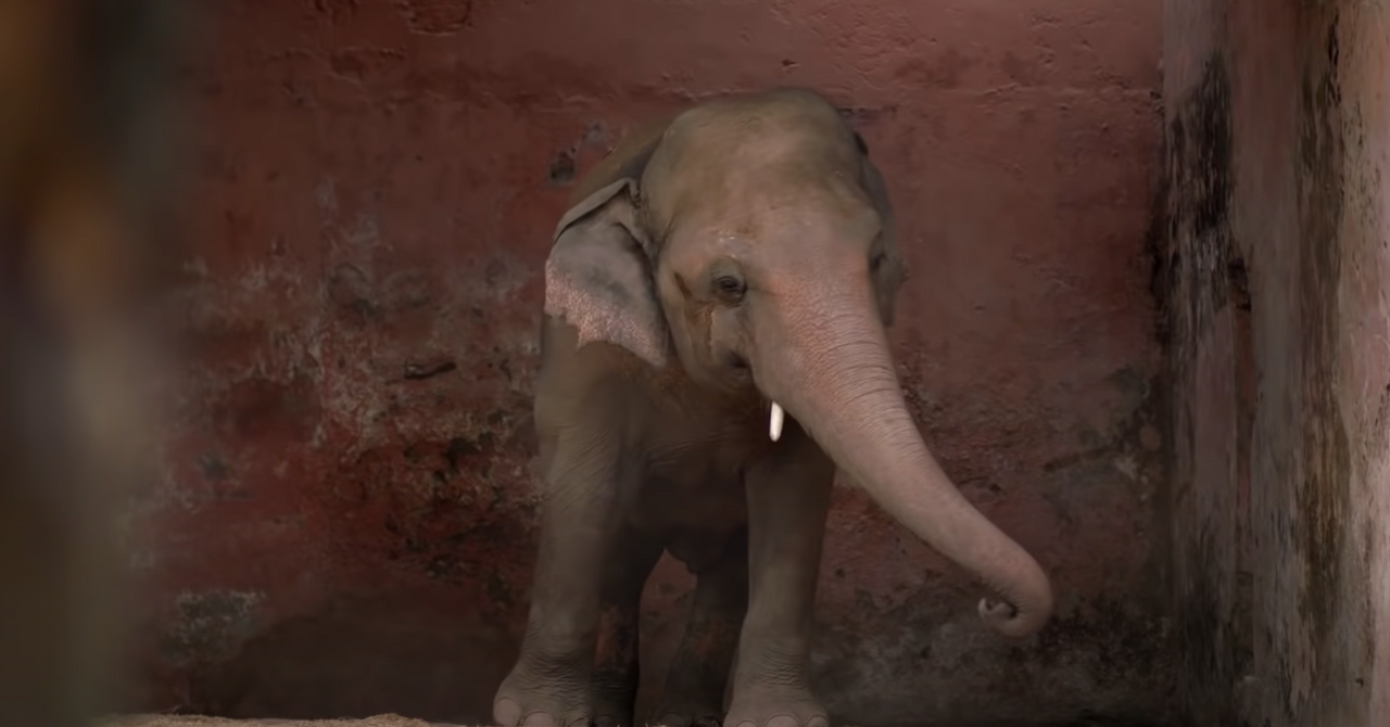 Cher Has Been Providing Updates on Kaavan the Elephant — Where Is He Now?