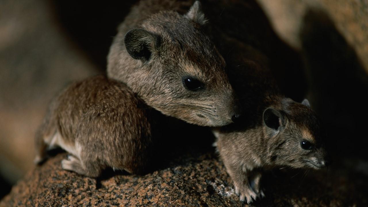 Three rats sitting together