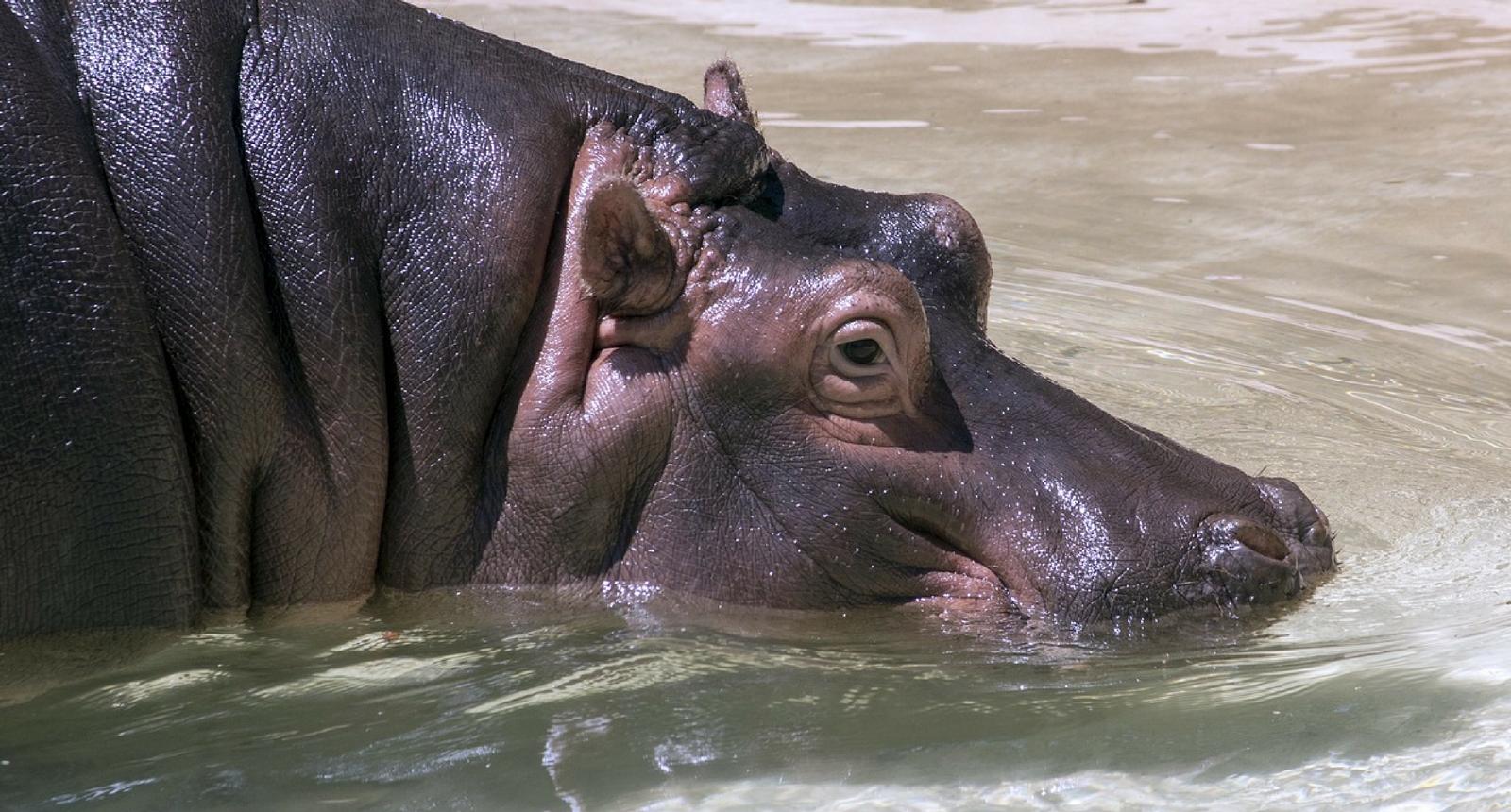 Hippo Walks Out of Zoo Front Gate