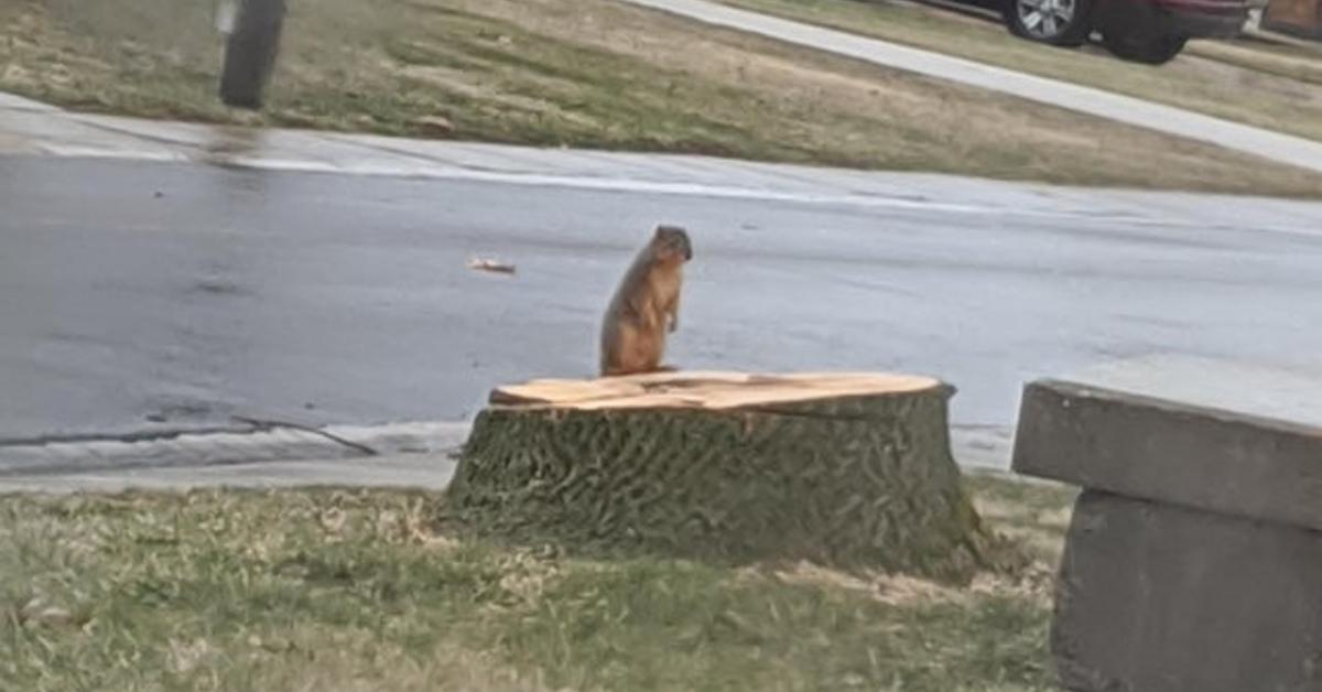 sad squirrel