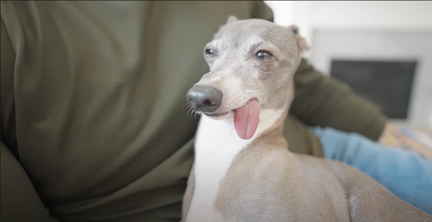 Jenna marbles 2024 italian greyhound