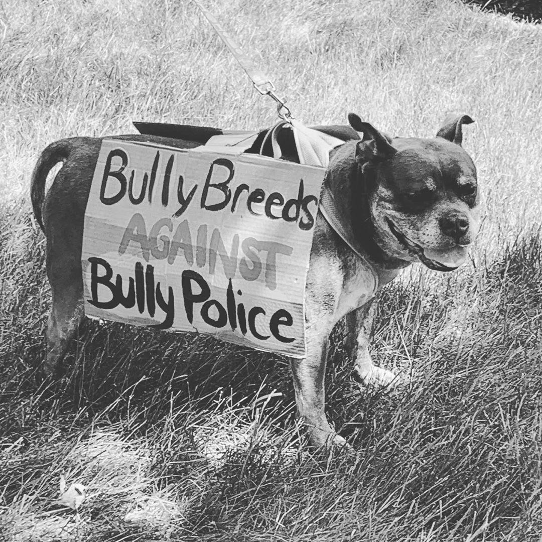 protest dog