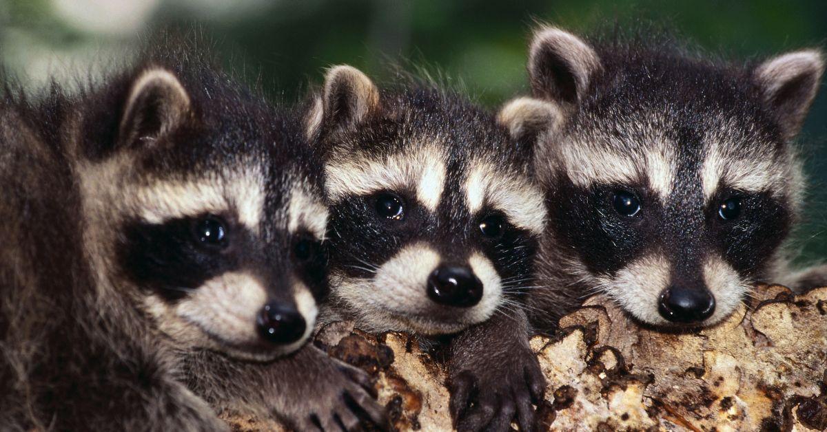 A group of baby raccoons outside.