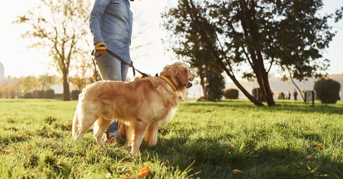 Young woman having a walk with Golden Retriever in the park.