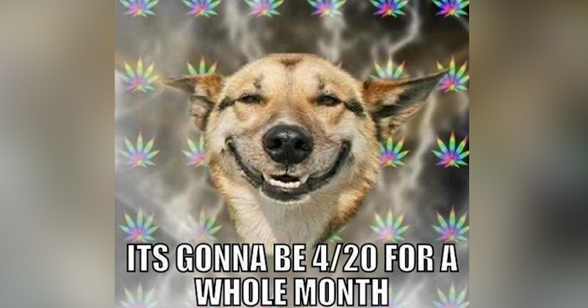 420 All Month Memes to Celebrate April 2020  Hilarious Memes Inside