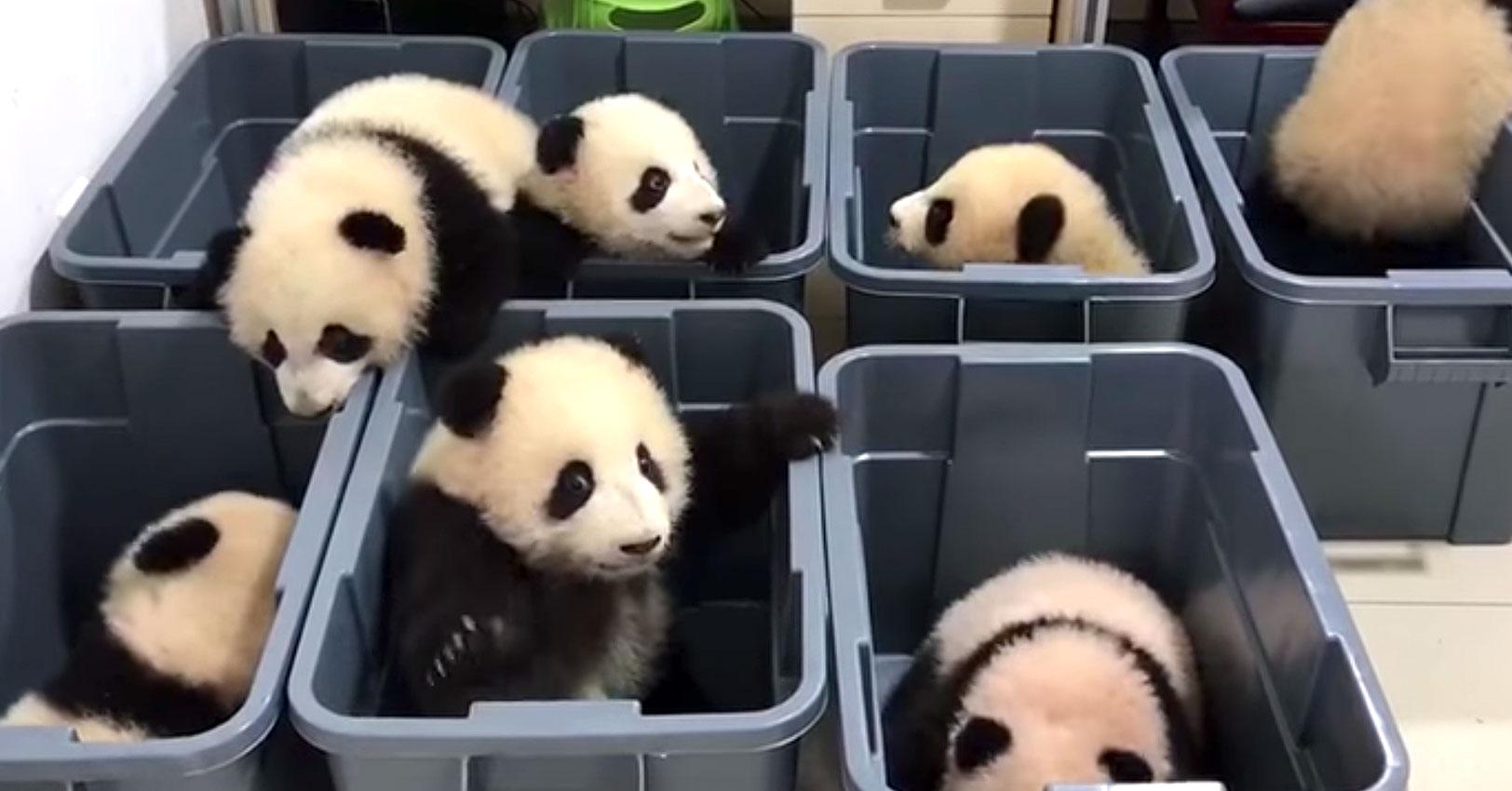 pandas-1509460707576-1509460709986.jpg