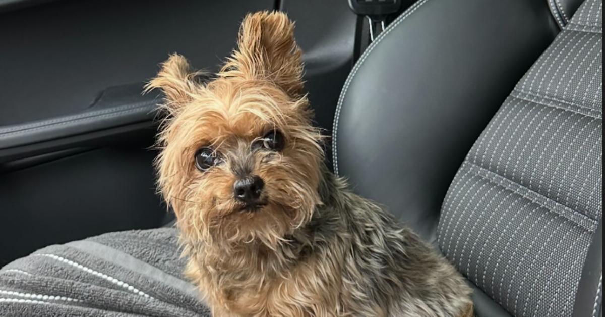 How Old Is Angelina's Dog Peanut