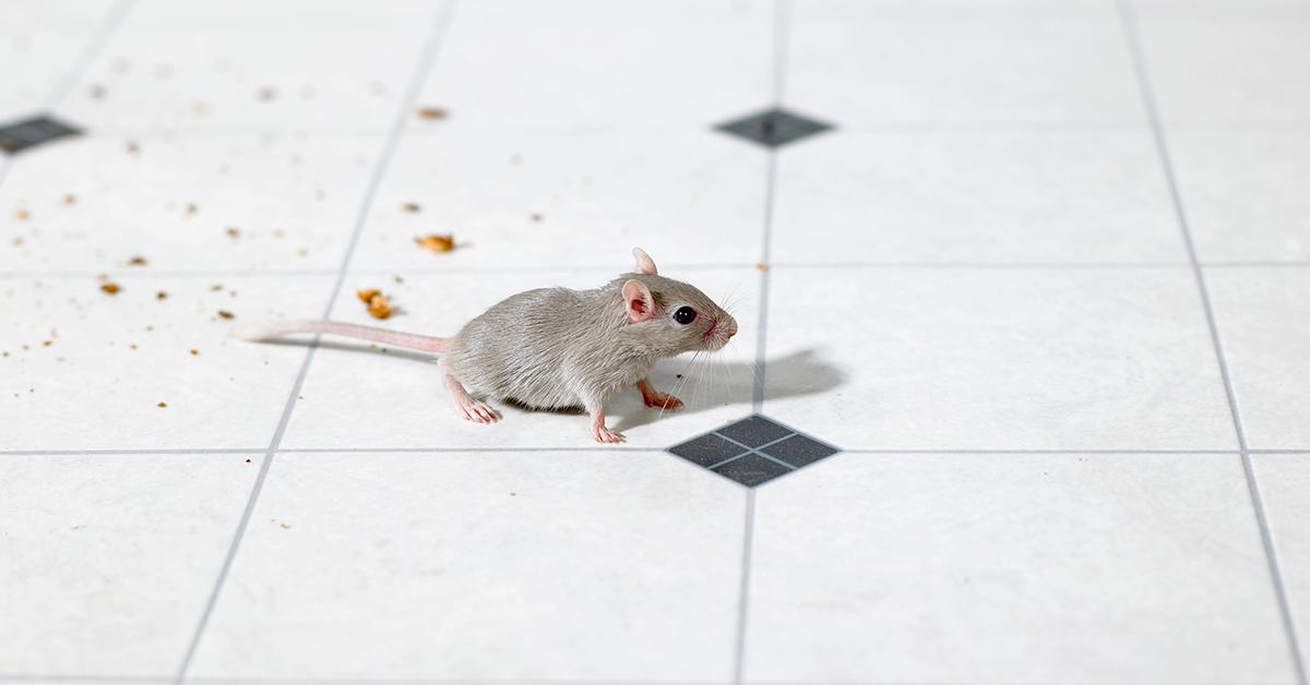 Disturbing Video Shows Rat in Raising Cane's Chicken