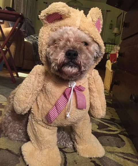 20 Actually Clever Pet Halloween Costumes