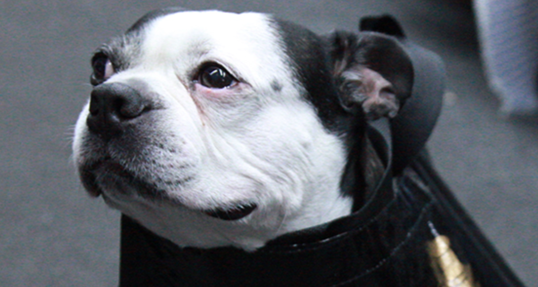 How Old Is Swatch on 'Project Runway'? The Boston Terrier Is a Show Mascot