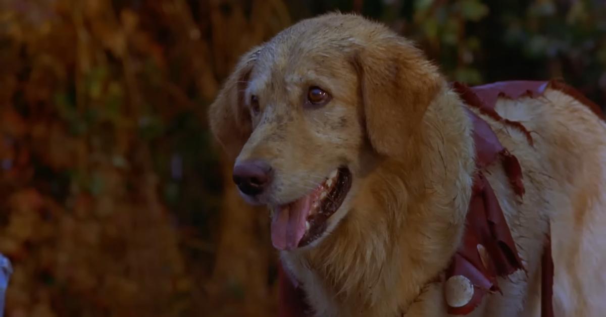 'Air Bud'