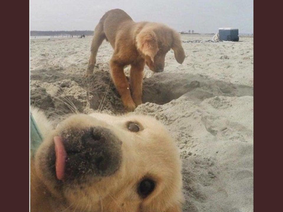 20 Animal Photobombs That Are Sure To Brighten Your Day